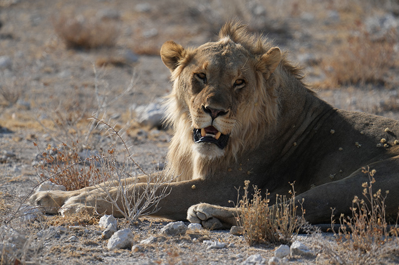 Lion in Etosha Park